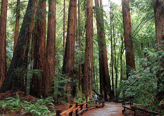 Muir Woods National Park